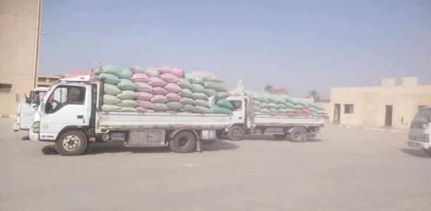 توريد 17 ألف طن من محصول القمح بالشون والصوامع الحكومية بمراكز المنيا